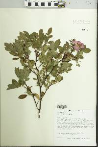 Rosa palustris image