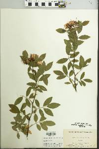 Rosa palustris image