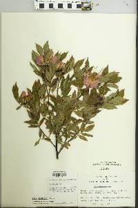 Rosa palustris image