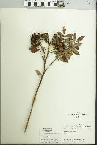 Rosa palustris image