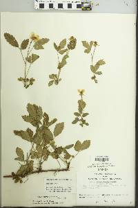 Rubus trivialis image