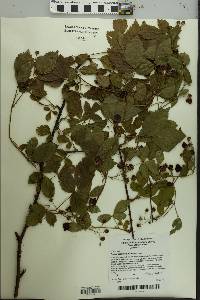 Rubus argutus image