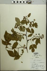 Rubus canadensis image