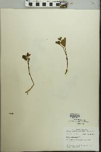 Image of Rubus chamaemorus