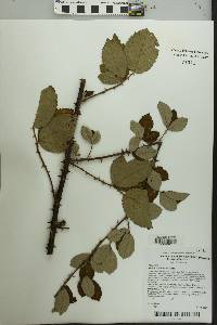 Rubus cuneifolius image