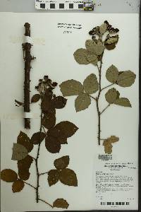 Rubus cuneifolius image