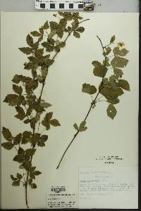 Rubus flagellaris image