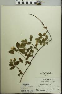 Rubus flagellaris image