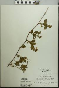 Rubus flagellaris image