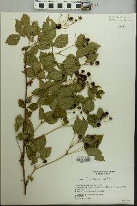 Rubus flagellaris image