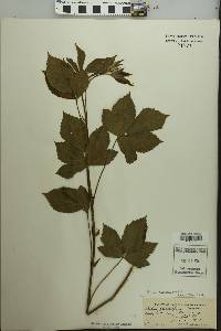 Image of Rubus plicatifolius