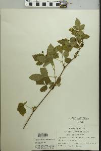 Rubus aboriginum image