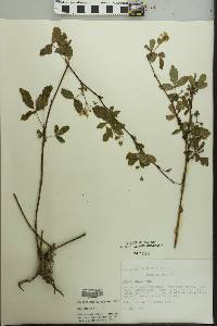 Rubus flagellaris image