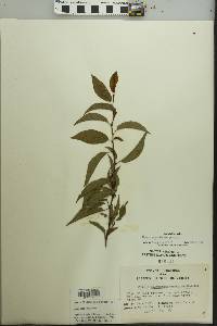 Prunus angustifolia image