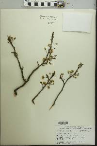 Prunus angustifolia image