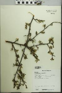 Prunus hortulana image