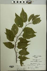 Prunus hortulana image