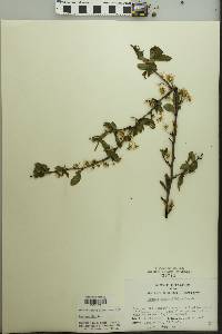 Prunus angustifolia image