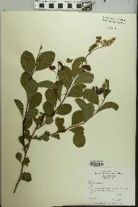 Spiraea alba image