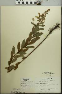 Spiraea alba image