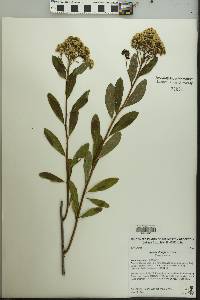 Spiraea douglasii image