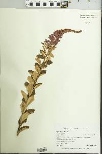 Spiraea tomentosa image