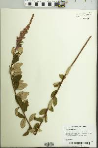 Spiraea tomentosa image