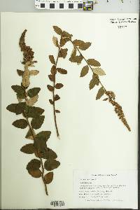 Spiraea tomentosa image