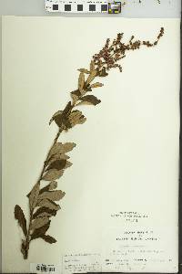 Spiraea tomentosa image