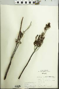 Spiraea tomentosa image