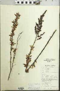 Spiraea tomentosa image