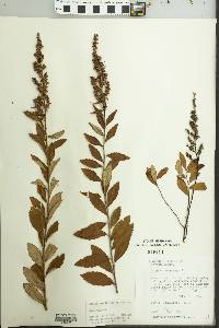 Spiraea tomentosa image