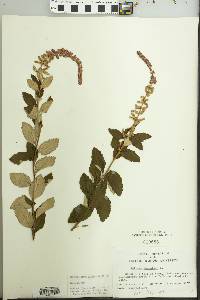 Spiraea tomentosa image