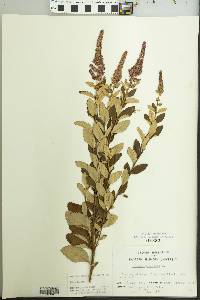 Spiraea tomentosa image