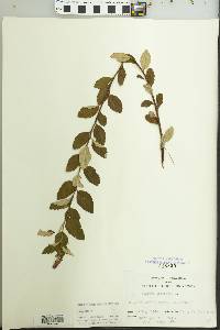 Spiraea tomentosa image