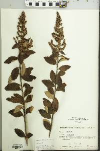 Spiraea tomentosa image