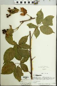 Rubus argutus image