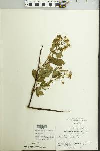 Rubus argutus image