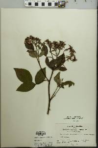 Rosa setigera image