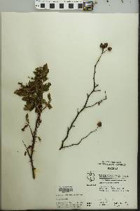 Rosa palustris image