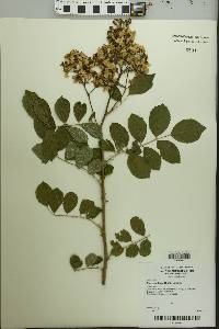 Rosa multiflora image