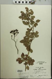 Rosa multiflora image