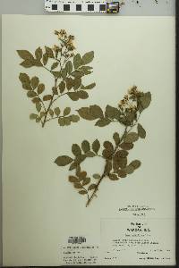 Rosa multiflora image