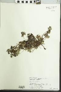 Potentilla uniflora image
