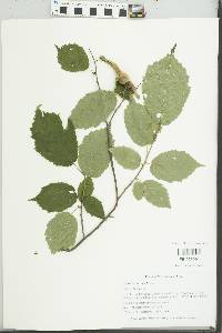 Corylus cornuta image