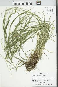 Festuca subverticillata image