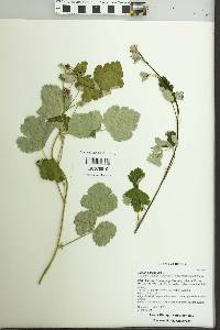 Image of Rubus parvifolius