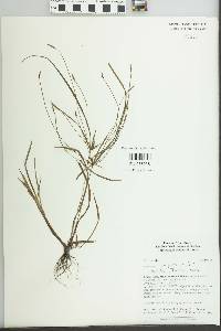 Cyperus simplex image