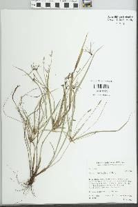 Cyperus simplex image