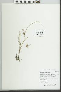 Cyperus sanguinolentus image